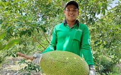 Giá mít Thái hôm nay 31/3: Mít Thái Tiền Giang 39.000 đồng/kg, đừng trồng 2 cây mít quá gần nhau
