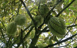 Sầu riêng mang kì vọng cho xuất khẩu trái cây 