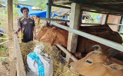 Một nông dân người Hrê ở Bình Định nuôi bò con nào cũng khỏe, trồng keo nguyên liệu, cả làng phục lăn