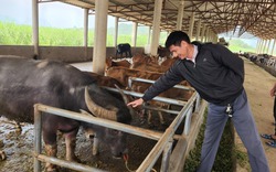Tỷ phú nông dân Lai Châu với mô hình trồng cỏ, nuôi đàn trâu bò lên tới 100 con, ai xem cũng phục