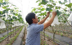 Nông dân Hà Nam làm giàu với cây trồng mới, mô hình nông nghiệp hiện đại