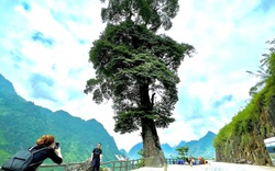 Ở Hà Giang có một trong những "cây cô đơn" đẹp nhất Việt Nam có tuổi đời 250 năm, 5 người ôm không xuể