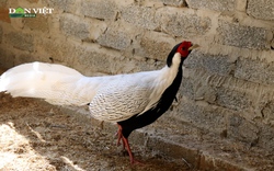 Phát hiện loài gà có tên trong sách đỏ siêu quý hiếm ở rừng đặc dụng Pù Hu