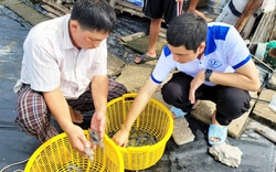 Bàn giải pháp gỡ khó khăn xuất khẩu tôm: Đa dạng hóa sản phẩm, tìm thêm thị trường mới