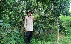 Trồng trái cây theo kiểu này ở Phú Yên, vườn đã đẹp, trong lành mà quả bán ra ai cũng mê