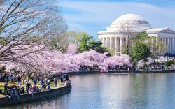 Mỹ: Lễ hội Hoa anh đào Washington trở lại, thu hút khoảng 1,6 triệu du khách