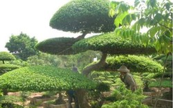 Cả làng ở Nam Định giàu lên nhờ trồng cây cảnh gì mà thiên hạ ví là "làng kỳ hoa dị thảo"