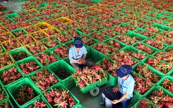 Trung ương Hội Nông dân Việt Nam hỗ trợ nông dân Bình Thuận nâng cao chất lượng trái thanh long