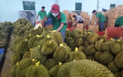 Nhiều doanh nghiệp đổ về cửa khẩu Móng Cái - Đông Hưng tìm bạn hàng xuất khẩu nông sản