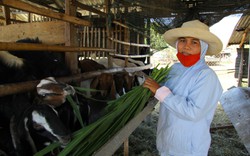 Làng Chăm ở Ninh Thuận giảm hộ nghèo, tăng hộ khá, hộ giàu với mô hình nông nghiệp hàng hóa