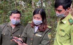 Điện Biên: Sử dụng công nghệ để bảo vệ những cánh rừng