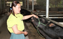 Một Hợp tác xã ở Thái Nguyên giúp đồng bào Mông thoát nghèo, khá giả nhờ liên kết nuôi bò, nuôi gà
