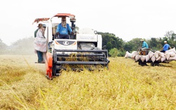 Góp ý dự thảo Luật Đất đai sửa đổi: "Phải giữ bằng được 3,5 triệu ha đất trồng lúa"