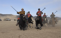 Vì sao bò Tây Tạng lại được coi là "báu vật" của vùng cao nguyên?