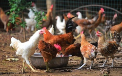 Bị kết án tù vì hù dọa 1.100 con gà của hàng xóm đến chết
