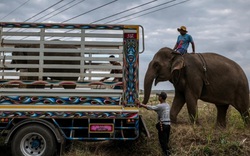 Đàn voi ở Thái Lan lâm cảnh thất nghiệp và đói ăn vì vắng khách du lịch