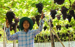 6 chỉ tiêu cơ bản phát triển nông nghiệp công nghệ cao ở Ninh Thuận