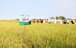 Quảng Ngãi: Bộ giống lúa của Vinaseed làm nên điều kỳ diệu trên vùng “đất khó”
