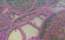Nhìn từ trên cao, loài hoa màu hồng trắng hiện lên rực rỡ đẹp mê ly ở Trung Quốc