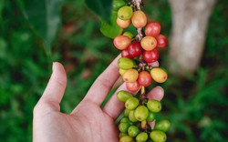 Arabica đảo chiều sụt giảm, giá cà phê trong nước vẫn đi ngang, thấp nhất 49.200 đồng/kg