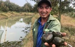 Giữa cánh đồng ở Bình Thuận, có “con ông trời” nuôi ốc đặc sản trong vườn sầu riêng mà thu tiền tỷ