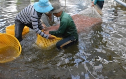 Hội chợ Triển lãm Quốc tế Công nghệ ngành tôm Việt Nam lần thứ 4