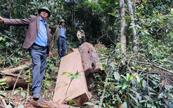 Kỷ luật nhiều tập thể, cá nhân ở tỉnh Gia Lai để xảy ra phá rừng ở 2 huyện Kbang, Kông Chro