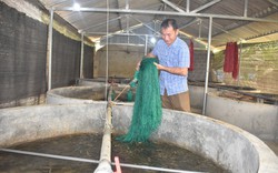 Một nông dân nuôi lươn dày đặc quy mô lớn nhất tỉnh Hòa Bình, nhiều người kéo đến xem