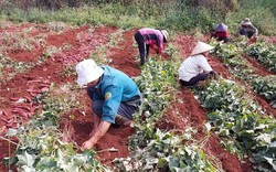 Thứ cây trồng ở Đắk Nông dễ như nhai kẹo, chả mấy chốc nông dân bới, nhổ ra vô số củ, lãi 50 triệu/ha