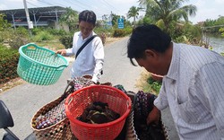 "Con tám cẳng hai càng" ở Kiên Giang giá tăng cao chưa từng thấy, bán 5 con mua được chỉ vàng 9999