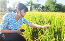 Việt Nam trồng lúa giảm phát thải CO2e đầu tiên trên thế giới: WB đồng hành với đề án 1 triệu ha lúa (Bài 4)