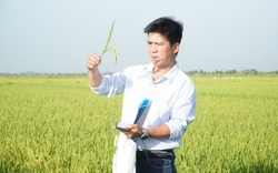 Việt Nam trồng lúa giảm phát thải CO2e đầu tiên trên thế giới: Cuộc "cách mạng" của nông dân ĐBSCL (Bài 2)