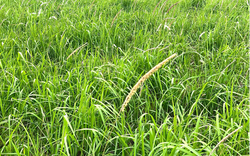 Du khách thích thú trước hình ảnh cánh đồng cỏ lau đẹp  giữa lòng Hà Nội