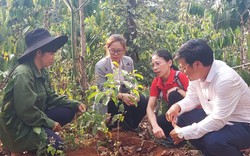 Thứ "cây đổi đời" ở Đắk Nông là cây gì mua 1 cây giống bé thôi mất 600.000 đồng, ra hạt bán đắt hàng?