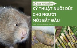 SỔ TAY NHÀ NÔNG: Kĩ thuật nuôi dúi cơ bản cho người mới bắt đầu