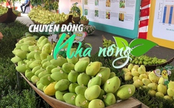 Chuyển động Nhà nông 13/4: Lễ hội xoài Đồng Tháp diễn ra từ ngày 28/4 đến 1/5