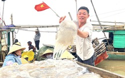 Giá loại hải sản ví như “vàng trắng” tăng gấp 3 lần, ngư dân Thanh Hóa ra biển vớt được là bán hết