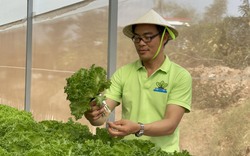 Vừa khởi nghiệp trồng rau sạch, một ông chủ ở Đồng Nai đã phải loay hoay tìm nơi bán