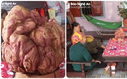 Nghệ An: Xôn xao củ khoai lang khủng chưa từng có nặng tới 9kg, nhiều người thích thú kéo tới xem