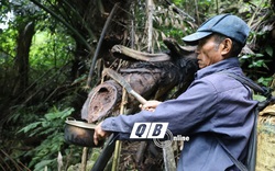 Chui vô khu rừng ở Quảng Bình chặt cây hứng rượu chảy ra, ấy thế mà nếm lâng lâng