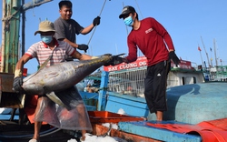 Rớt giá, ngư dân giảm đánh bắt cá ngừ đại dương 
