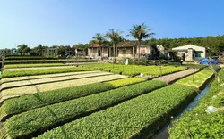 Ở xã này của Quảng Bình nhà nào cũng có vườn rau xanh mướt, nông thôn mới đẹp như phim
