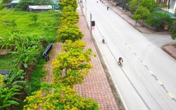 HOT nhất lúc này ở TP Hà Tĩnh, phát hờn trên con đường hoa giáng hương đẹp như phim Hàn