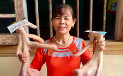 Một cặp nhung hươu Hương Sơn ở Hà Tĩnh nặng gần 4kg, giá bán lên tới 44 triệu đồng