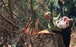 TT-Huế: Nhiều cán bộ bảo vệ rừng bị kỷ luật sau vụ lâm tặc đốn hạ loạt cây gỗ hàng chục năm tuổi