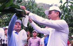 Sơn La: Bao trái cây phục vụ tiêu thụ và xuất khẩu