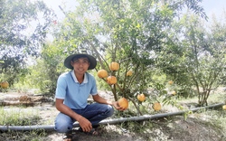 Trồng một loại cây ra quả vàng hạt đỏ xuất xứ từ Peru, anh nông dân An Giang phát tài