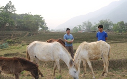 Nuôi con chạy nhanh giúp tăng thu nhập, làm giàu cho nhiều hộ đồng bào dân tộc Mông ở Lào Cai