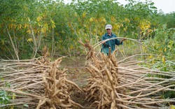 Trung Quốc tăng tốc thu mua một loại tinh bột của Việt Nam để thay thế thứ nguyên liệu giá đang cao ngất ngưởng