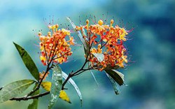 Sắc hoa Vàng Anh đẹp lạ ở Phong Nha - Kẻ Bàng